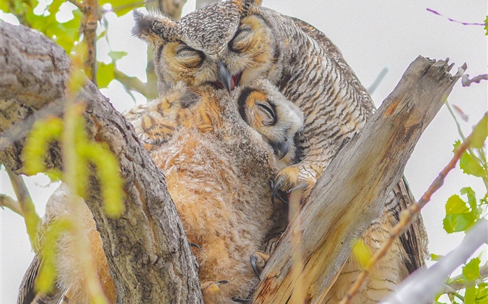 Owls, family, tree Wallpapers Pictures Photos Images