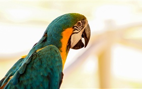 Parrot, bird HD wallpaper