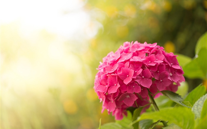 Pink hydrangea, flowers, glare Wallpapers Pictures Photos Images