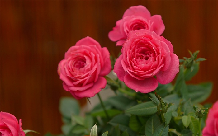 Pink roses, flowers Wallpapers Pictures Photos Images
