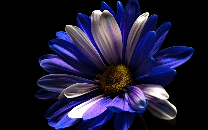 Purple white petals flower, black background Wallpapers Pictures Photos Images