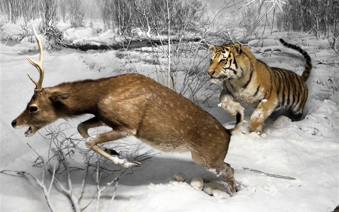 Tiger hunting deer Wallpapers Pictures Photos Images