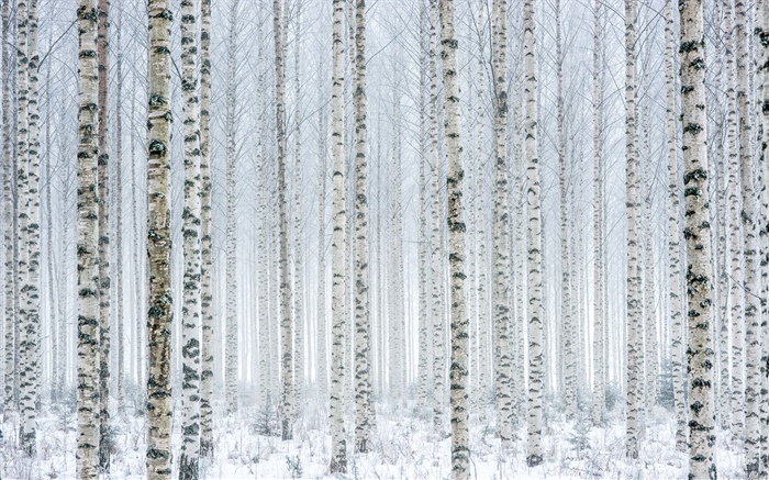 Trees, birch, forest, snow, winter Wallpapers Pictures Photos Images