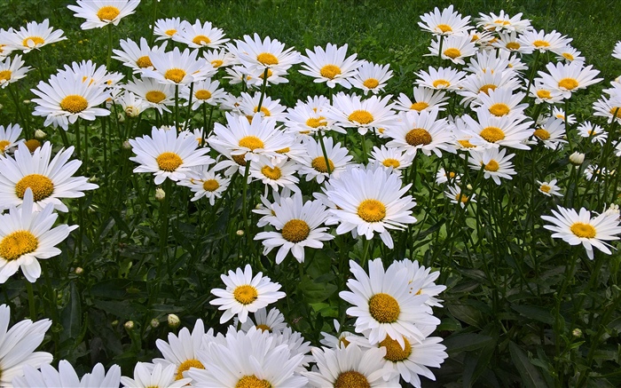 White chamomile flowers, garden Wallpapers Pictures Photos Images