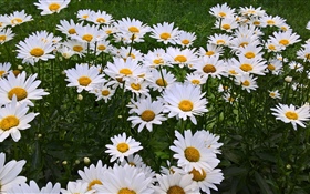 White chamomile flowers, garden