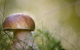 Mushroom, grass, nature HD wallpaper