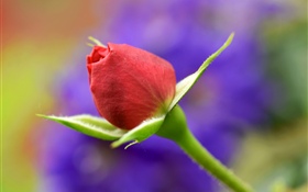 Red rose bud, stem HD wallpaper