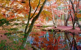 Trees, pond, park, autumn HD wallpaper