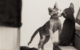 Two cute kittens HD wallpaper