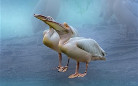 Two pelicans HD wallpaper