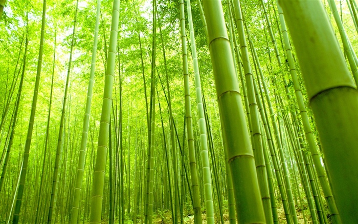 Bamboo forest, green, summer Wallpapers Pictures Photos Images