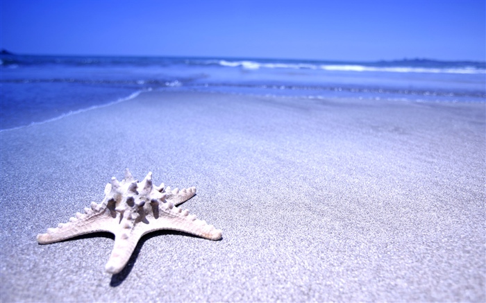 Beach, starfish, sea Wallpapers Pictures Photos Images