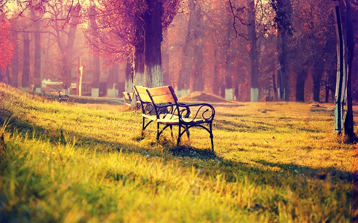 Beautiful autumn park, bench, trees, golden Wallpapers Pictures Photos Images