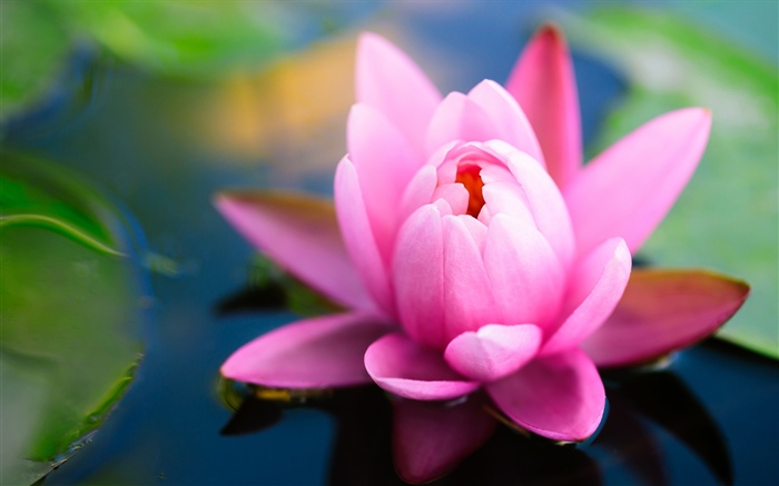 Beautiful pink water lily, pond Wallpapers Pictures Photos Images