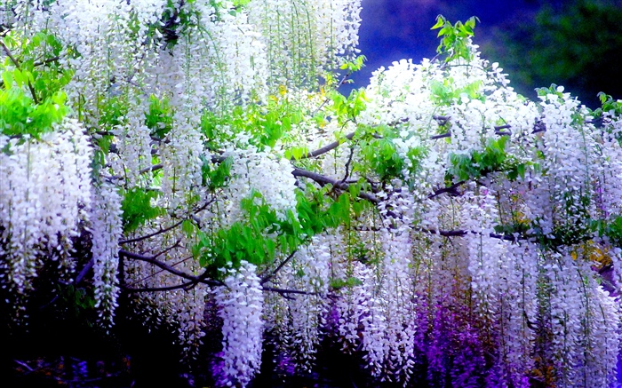 Beautiful wisteria flowers, spring Wallpapers Pictures Photos Images