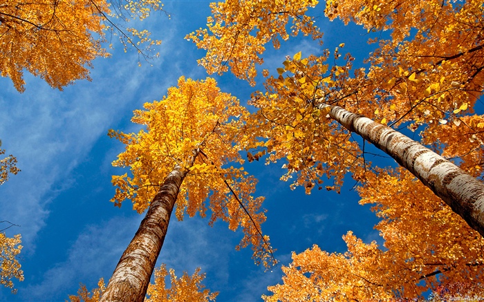 Birch, trees, blue sky, autumn Wallpapers Pictures Photos Images