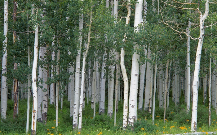 Birch trees, forest Wallpapers Pictures Photos Images