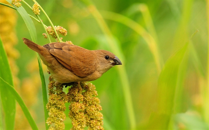 Bird, grass, green background Wallpapers Pictures Photos Images