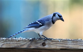 Blue feather bird HD wallpaper