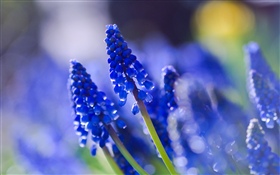 Blue flowers, hazy HD wallpaper