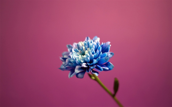 Blue petals flower, pink background Wallpapers Pictures Photos Images