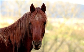 Brown horse, head HD wallpaper