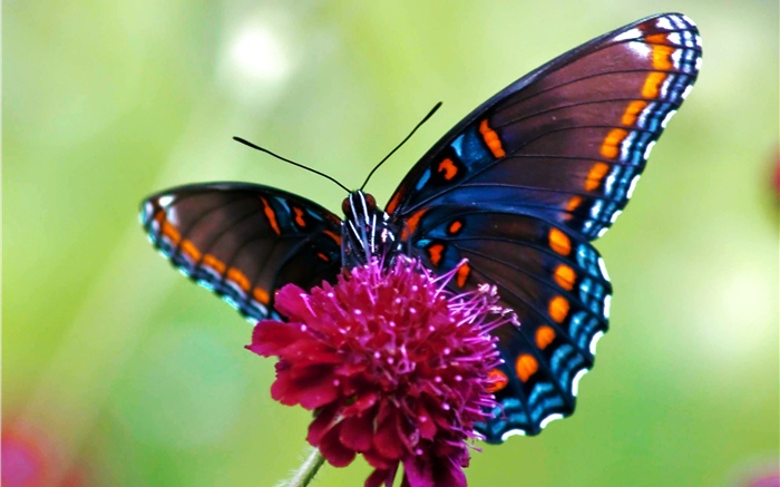 Butterfly, pink flower Wallpapers Pictures Photos Images