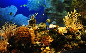 Clownfish, fish, coral HD wallpaper