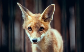 Cute fox baby HD wallpaper
