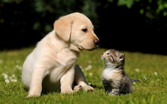 Dog and kitten Wallpapers Pictures Photos Images