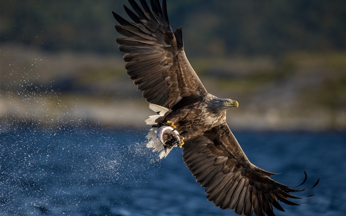 Eagle catch fish, wings, lake Wallpapers Pictures Photos Images