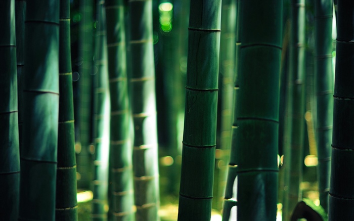 Green bamboo, stem Wallpapers Pictures Photos Images