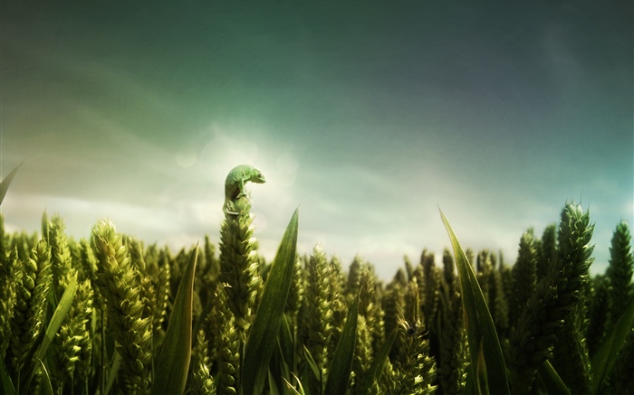 Green lizard, wheat field Wallpapers Pictures Photos Images