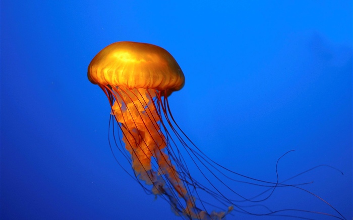 Jellyfish, blue background Wallpapers Pictures Photos Images