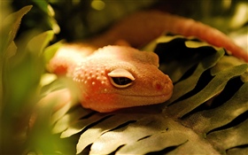 Lizard, leaf HD wallpaper