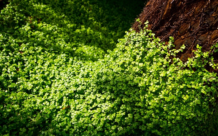 Many green clovers Wallpapers Pictures Photos Images