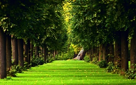 Park, trees, green lawn HD wallpaper