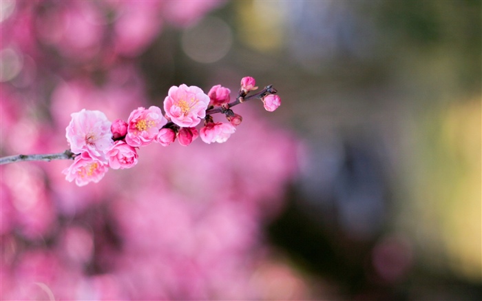 Pink apricot flowers Wallpapers Pictures Photos Images