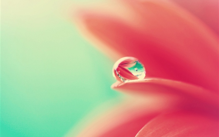 Pink flower petals, water droplet Wallpapers Pictures Photos Images