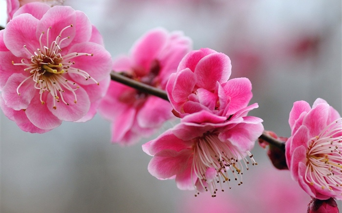 Pink plum flowers, twigs, spring Wallpapers Pictures Photos Images