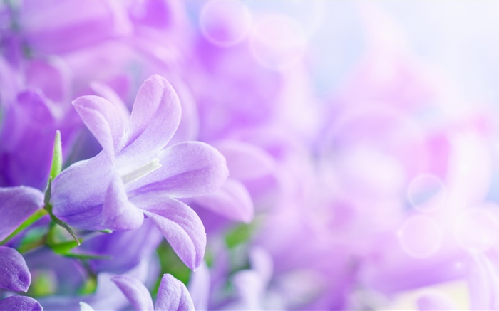 Purple flowers, spring, hazy Wallpapers Pictures Photos Images