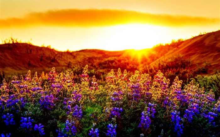 Purple flowers, sunset Wallpapers Pictures Photos Images
