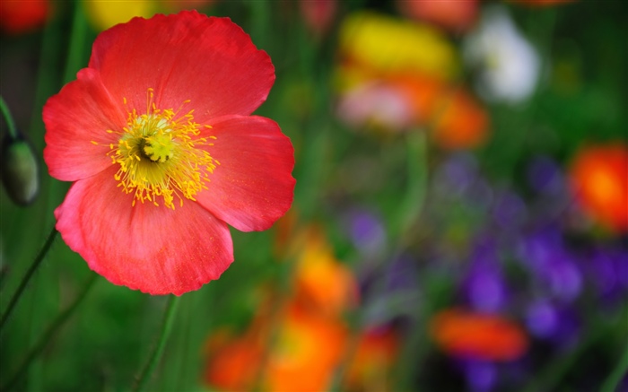 Red poppy flower, petals Wallpapers Pictures Photos Images
