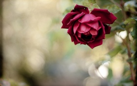 Red rose, petals, hazy HD wallpaper