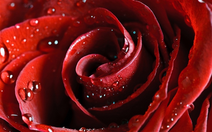 Red rose, petals, water droplets Wallpapers Pictures Photos Images