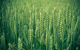 Rice field, green