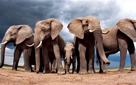Some elephants HD wallpaper