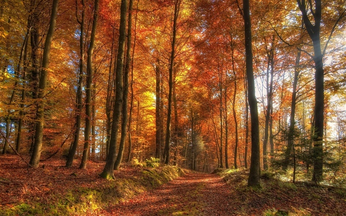 Trees, forest, autumn Wallpapers Pictures Photos Images