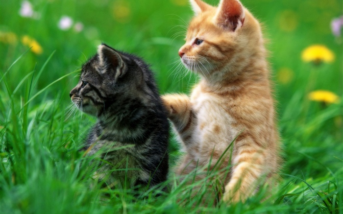 Two kittens, grass Wallpapers Pictures Photos Images