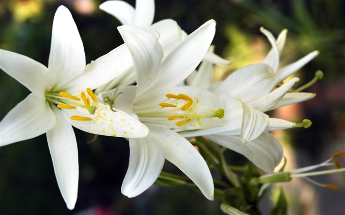White lily flowers Wallpapers Pictures Photos Images